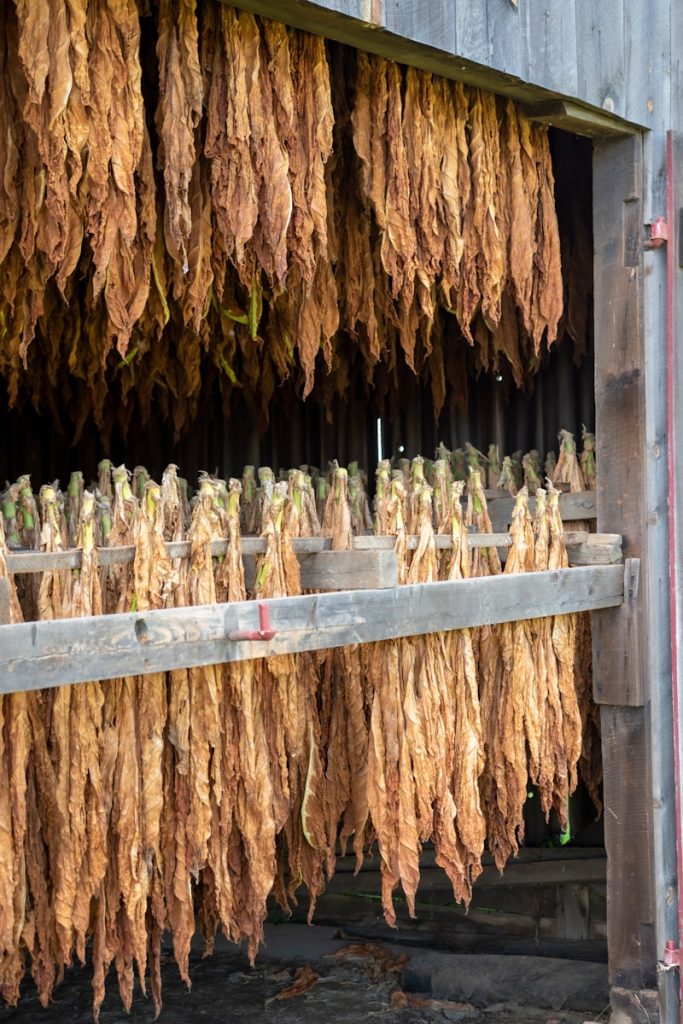 a barn filled with lots of dried plants