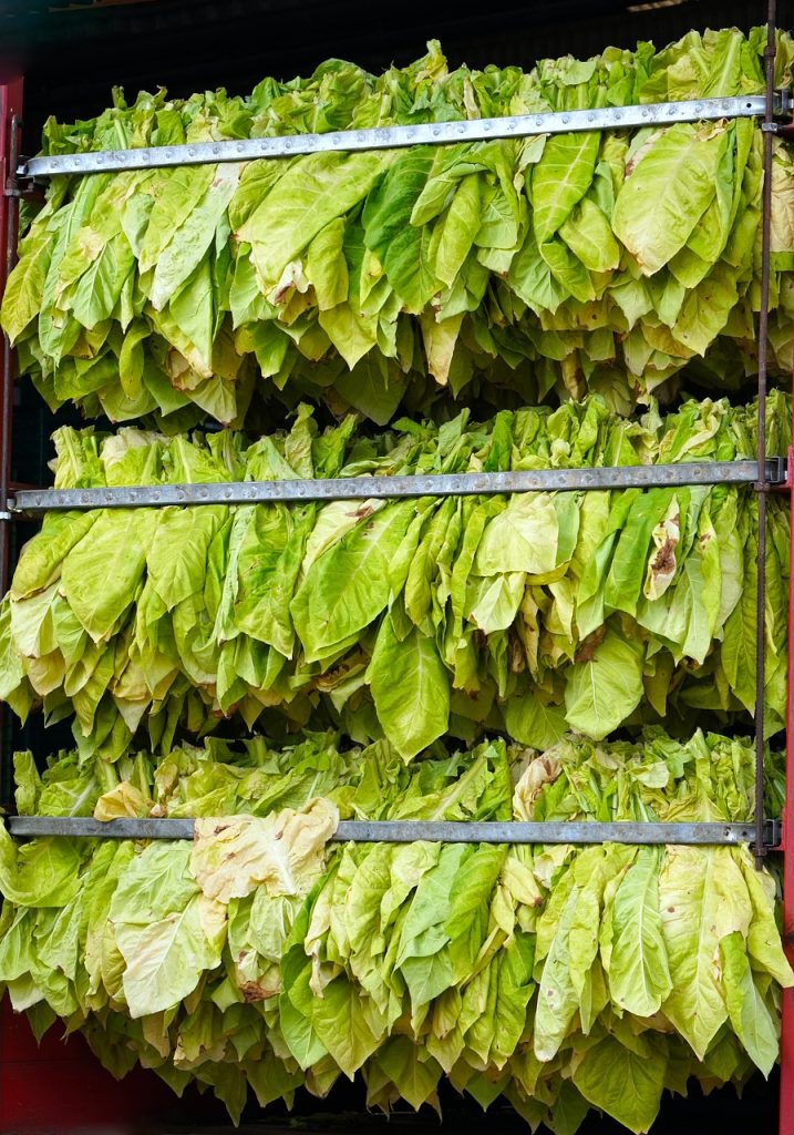 tobacco, harvest, leaves